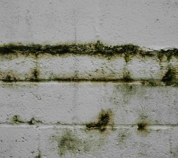 White concrete wall with horizontal streaks and patches of greenish black mold or mildew growth, raising concerns such as: What Are the Symptoms of Mold Exposure in Irvine? 